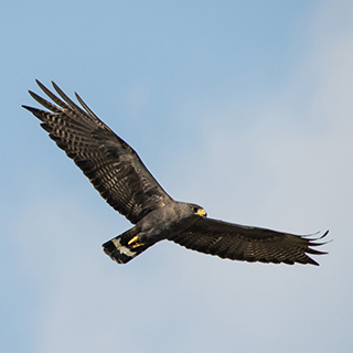 Tarcoles river - Mangrove black hawk